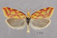 Hypercallia citrinalis