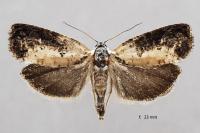Hedya salicella