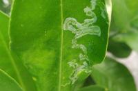 Phyllocnistis citrella