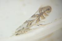 Phyllonorycter geniculella
