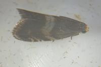 Strophedra nitidana
