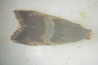 Strophedra nitidana