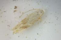Bucculatrix