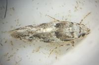 Recurvaria nanella