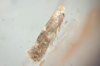Bucculatrix