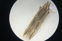Monochroa palustrellus