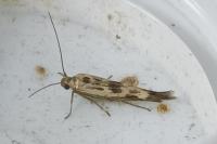 Scythris limbella