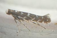 Parectopa ononidis