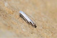 Lyonetia clerkella