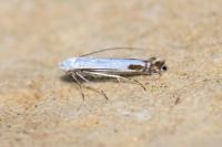 Lyonetia clerkella