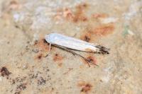 Lyonetia clerkella