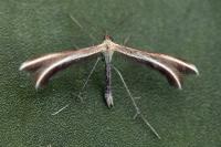 Merrifieldia leucodactyla
