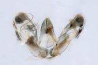 Merrifieldia leucodactyla