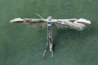 Oidaematophorus rogenhoferi
