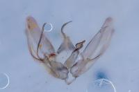Oidaematophorus rogenhoferi