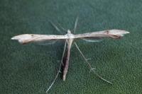 Stenoptilia coprodactyla