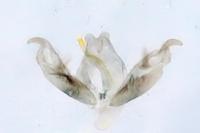 Stenoptilia coprodactyla
