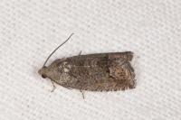 Cydia splendana