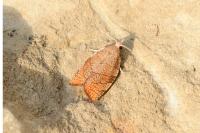 Pandemis corylana