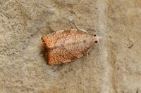 Pandemis corylana