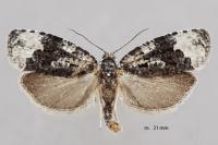 Apotomis turbidana