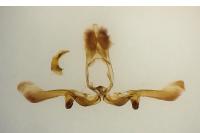Apotomis turbidana