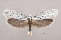 Yponomeuta evonymella