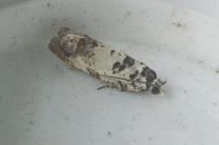 Eucosma campoliliana
