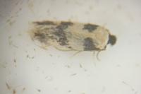 Etainia decentella
