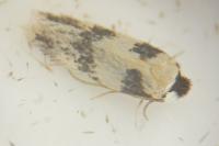 Etainia decentella