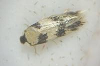 Etainia decentella