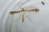 Oxyptilus