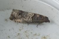 Notocelia incarnatana