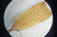 Dichomeris limosella