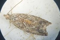 Epinotia nisella