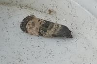 Cochylichroa atricapitana