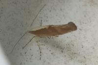 Argyresthia albistria