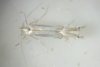 Phyllocnistis ramulicola/saligna