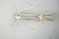 Phyllocnistis ramulicola/saligna