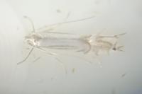 Phyllocnistis ramulicola/saligna