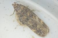 Bryotropha