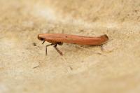 Caloptilia roscipennella