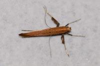 Caloptilia roscipennella