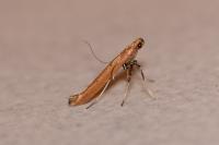 Caloptilia roscipennella