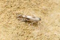Phyllocnistis unipunctella