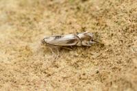 Phyllocnistis unipunctella