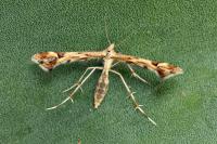 Platyptilia calodactyla