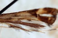 Platyptilia calodactyla