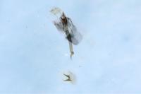 Platyptilia calodactyla