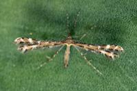 Procapperia maculatus